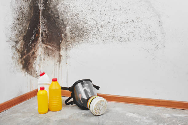Best Local Mold Removal Service  in Spring Hill, FL