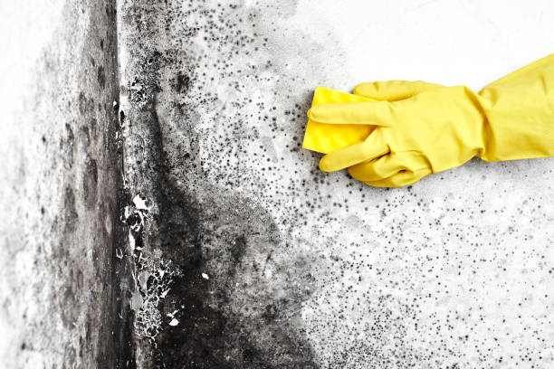 Best Mold Removal and Inspection  in Spring Hill, FL