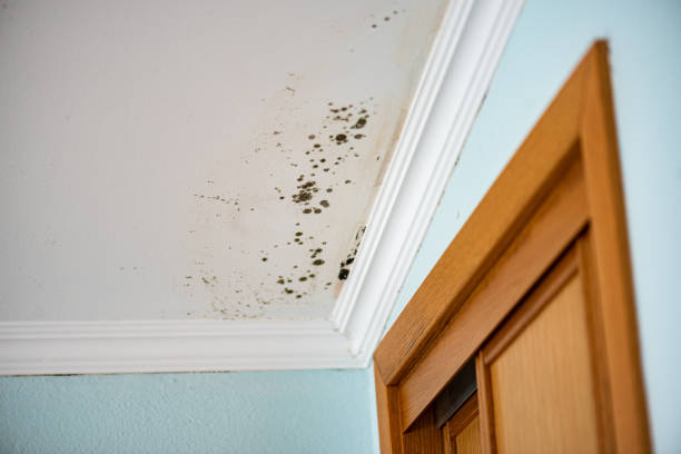 Best Mold Damage Repair  in Spring Hill, FL