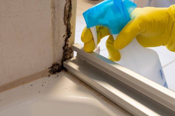 Best Local Mold Removal Service  in Spring Hill, FL