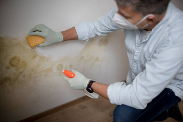Mold Removal Process in Spring Hill, FL