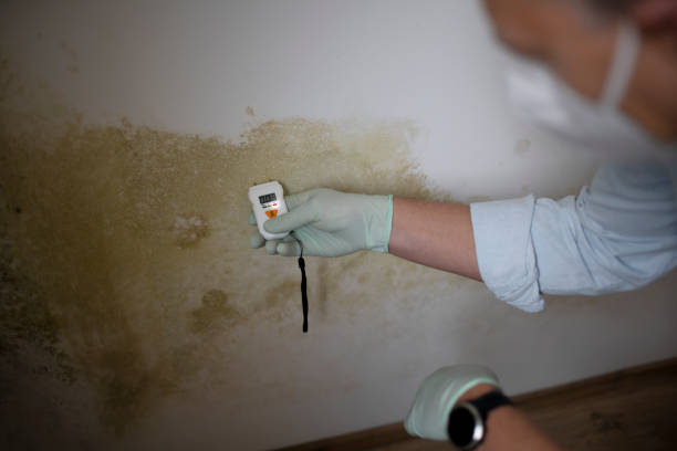 Best Toxic Mold Removal  in Spring Hill, FL