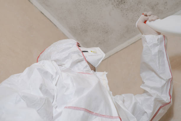 Best Home Mold Removal  in Spring Hill, FL