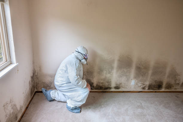 Best Professional Mold Removal  in Spring Hill, FL