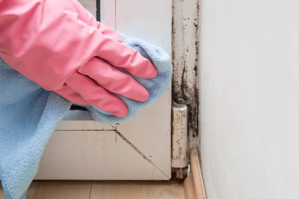 Best Residential Mold Removal  in Spring Hill, FL