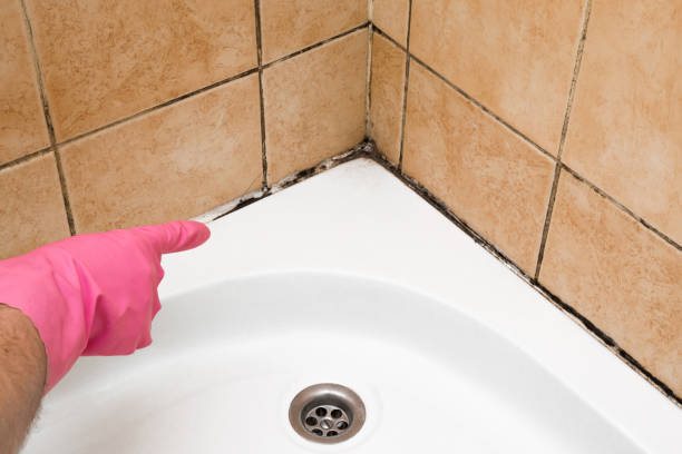 Best Residential Mold Removal  in Spring Hill, FL